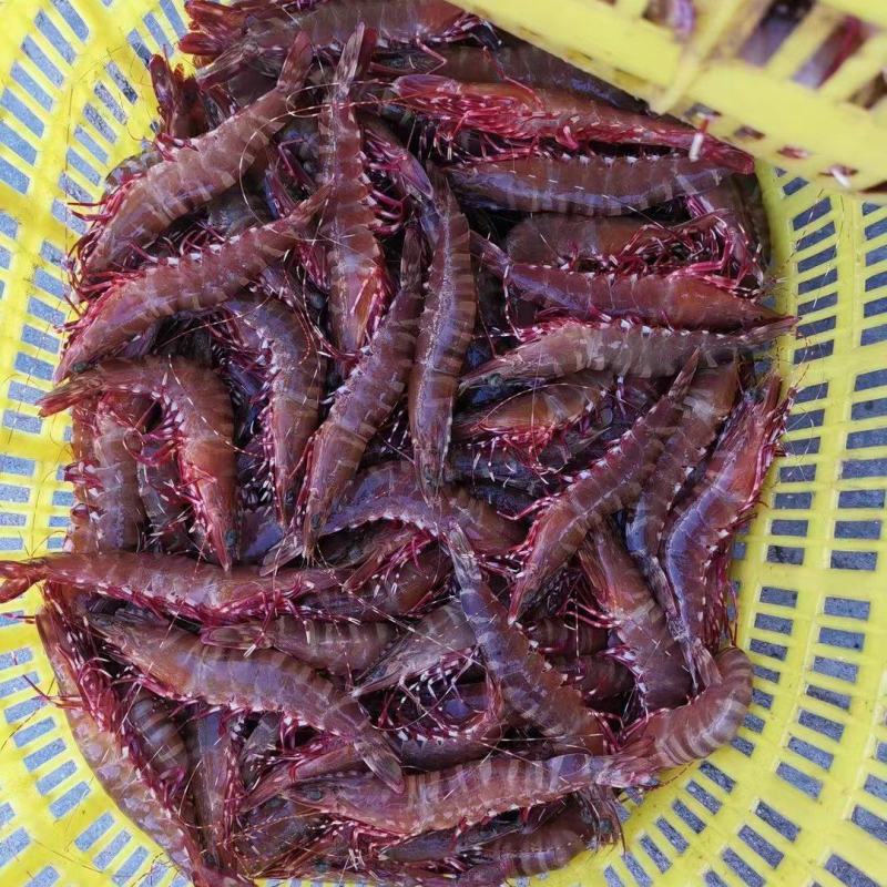 红爪虾