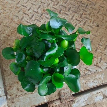 水葫芦