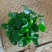 水葫芦