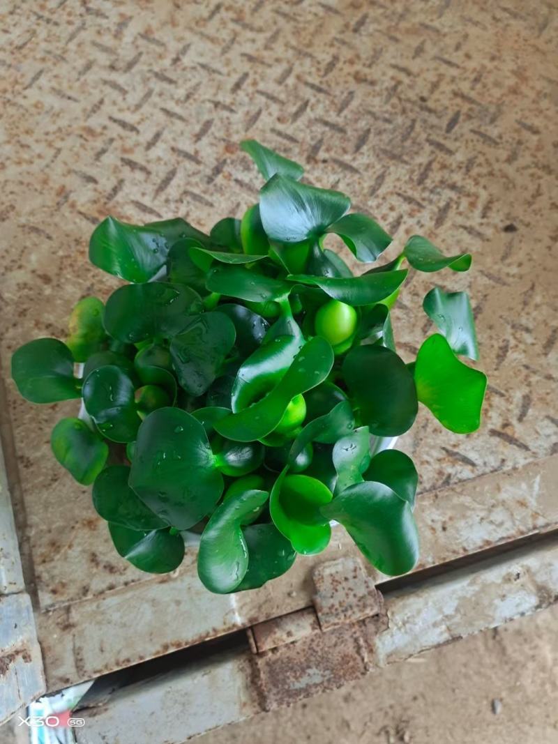 水葫芦