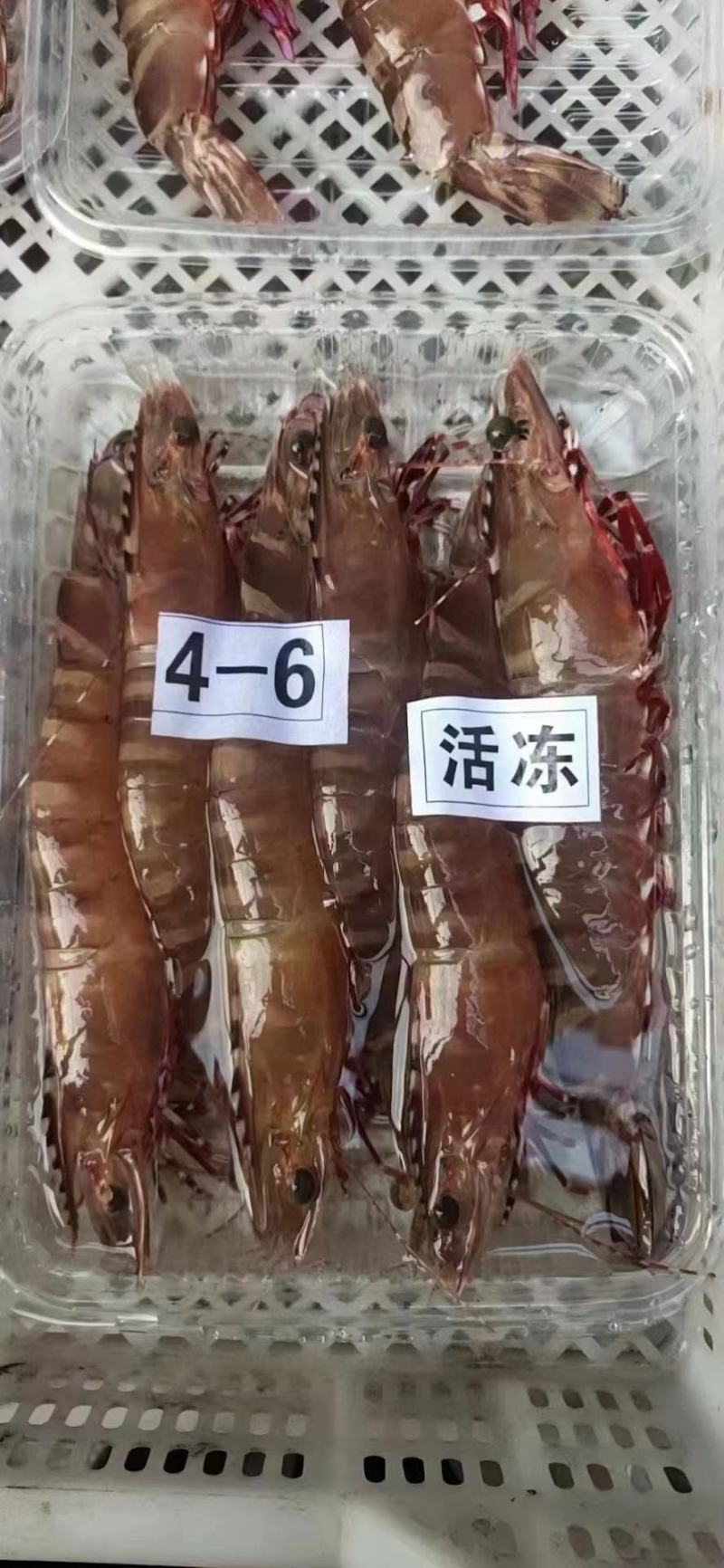 红爪虾