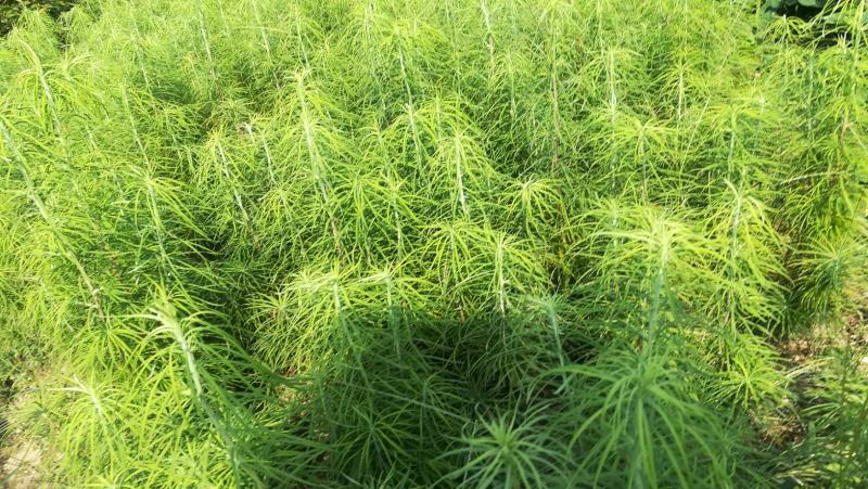 金钱松热卖中，欢迎新老客户实地考察，洽淡合作