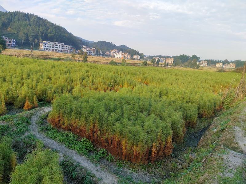 金钱松热卖中，欢迎新老客户实地考察，洽淡合作