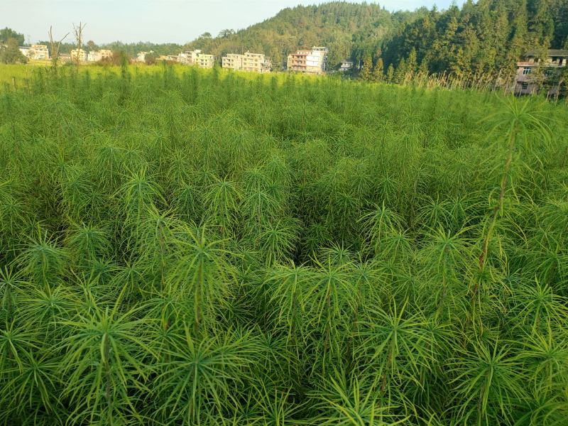 金钱松热卖中，欢迎新老客户实地考察，洽淡合作