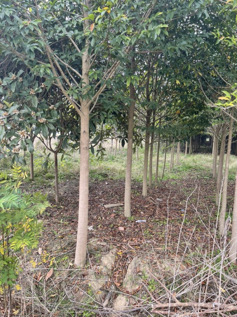 枇杷树
