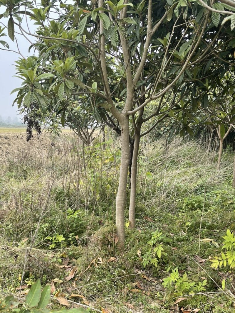 枇杷树