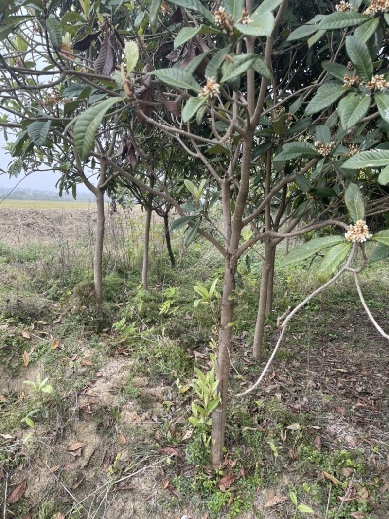 枇杷树