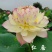 精品荷花，多瓣荷花。质量有保证量大从优