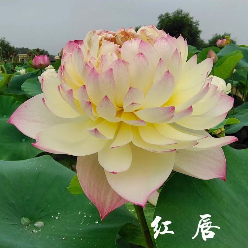 精品荷花，多瓣荷花。质量有保证量大从优