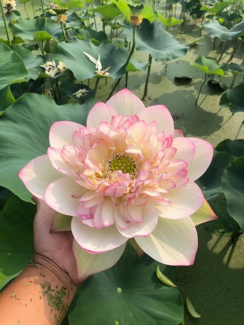 精品荷花，多瓣荷花。质量有保证量大从优