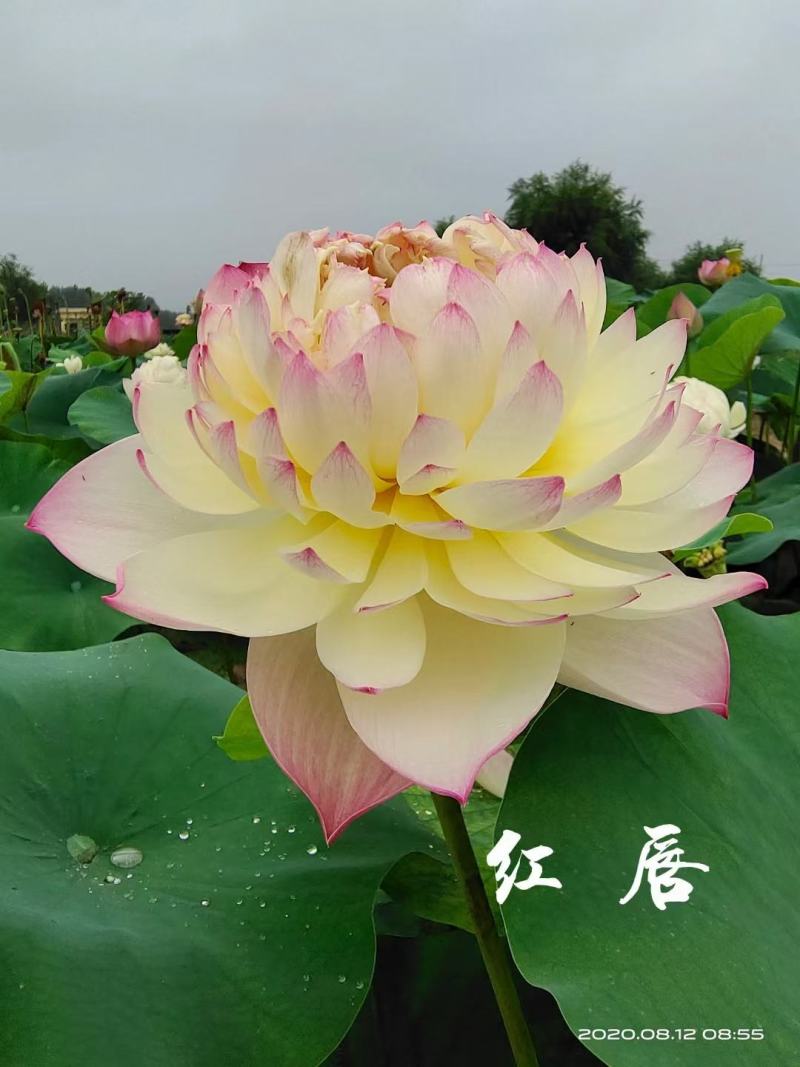 精品荷花，多瓣荷花。质量有保证量大从优