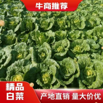 云南曲靖精品黄心大白菜基地直销现摘现发保证质量