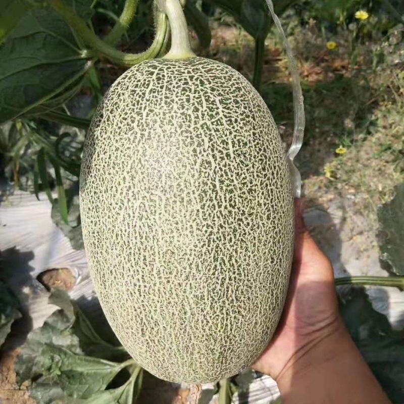 哈蜜瓜大量上市！晓蜜25产地直供！保质保量