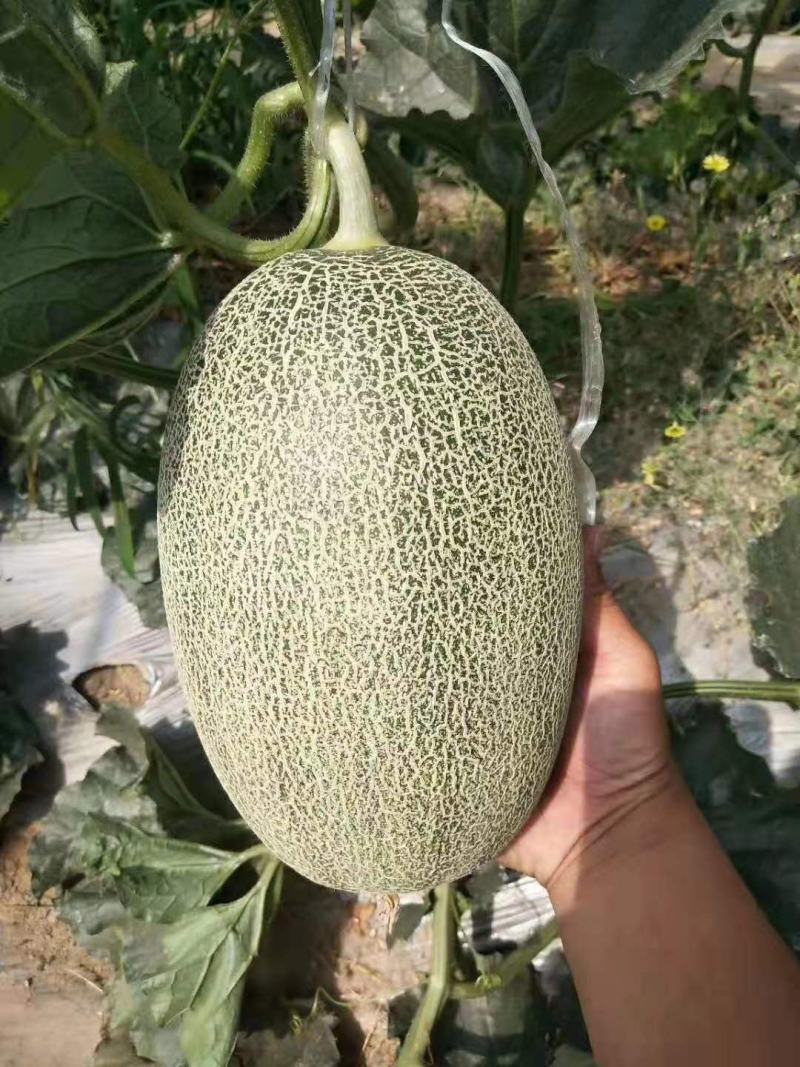 哈蜜瓜大量上市！晓蜜25产地直供！保质保量