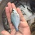 鳊鱼大小规格齐全塘口供应免费提供养殖技术