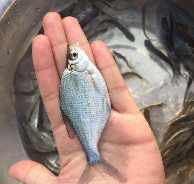 鳊鱼大小规格齐全塘口供应免费提供养殖技术