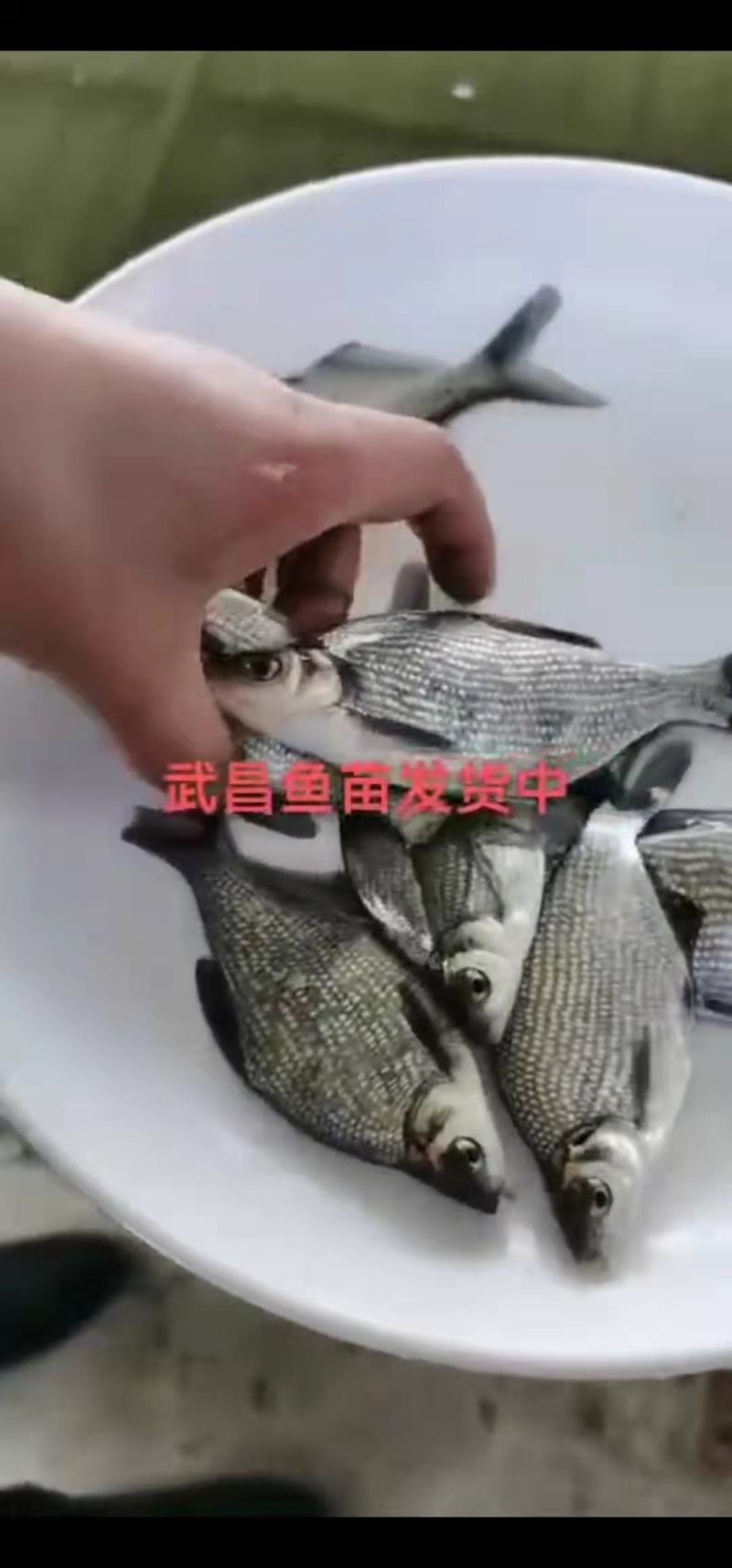 鳊鱼大小规格齐全塘口供应免费提供养殖技术