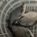 鳊鱼大小规格齐全塘口供应免费提供养殖技术