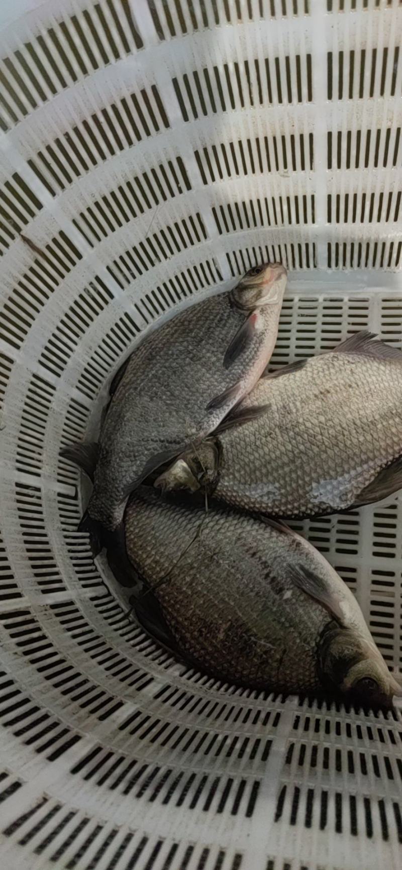 鳊鱼大小规格齐全塘口供应免费提供养殖技术