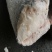 龙鳕鱼油甘鱼规格齐全量大询价一手源头