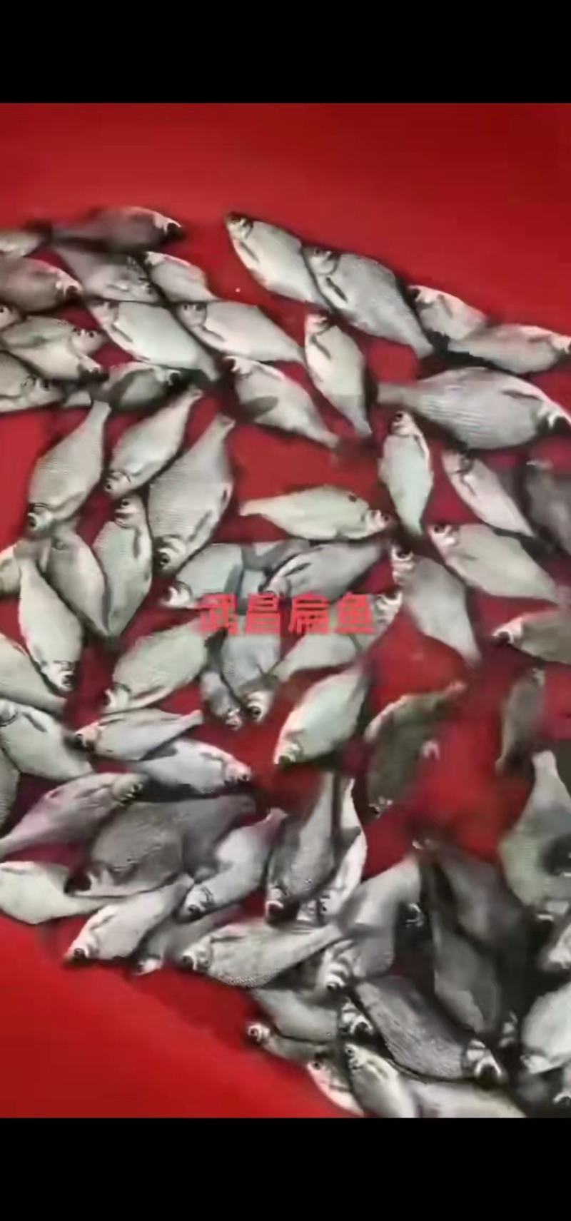 鳊鱼大小规格齐全塘口供应免费提供养殖技术