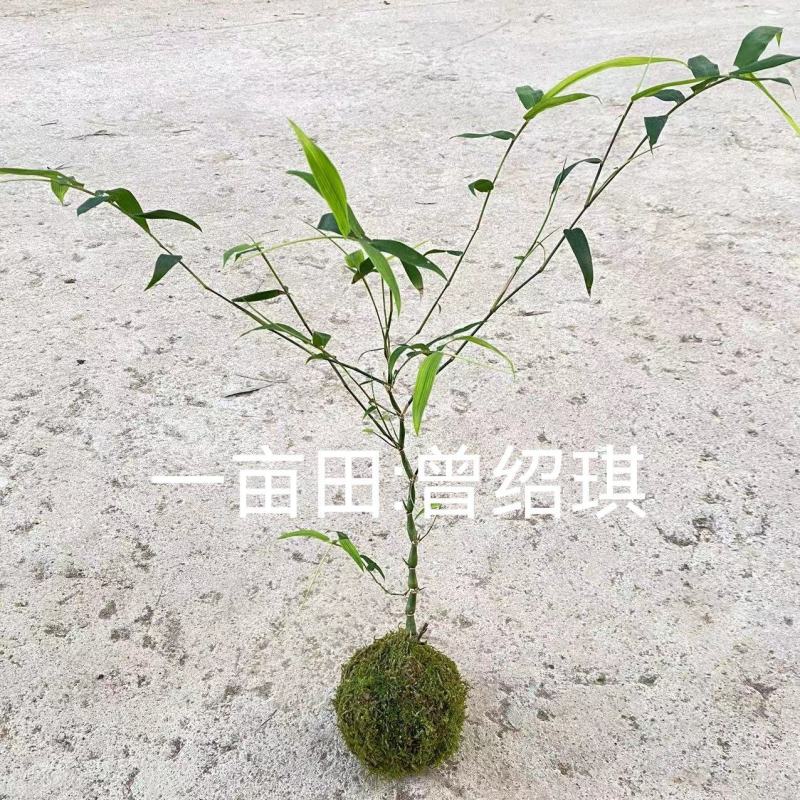 佛肚竹苔藓球竹子盆栽原颗发货基地批发直销一手货源