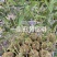 佛肚竹苔藓球竹子盆栽原颗发货基地批发直销一手货源