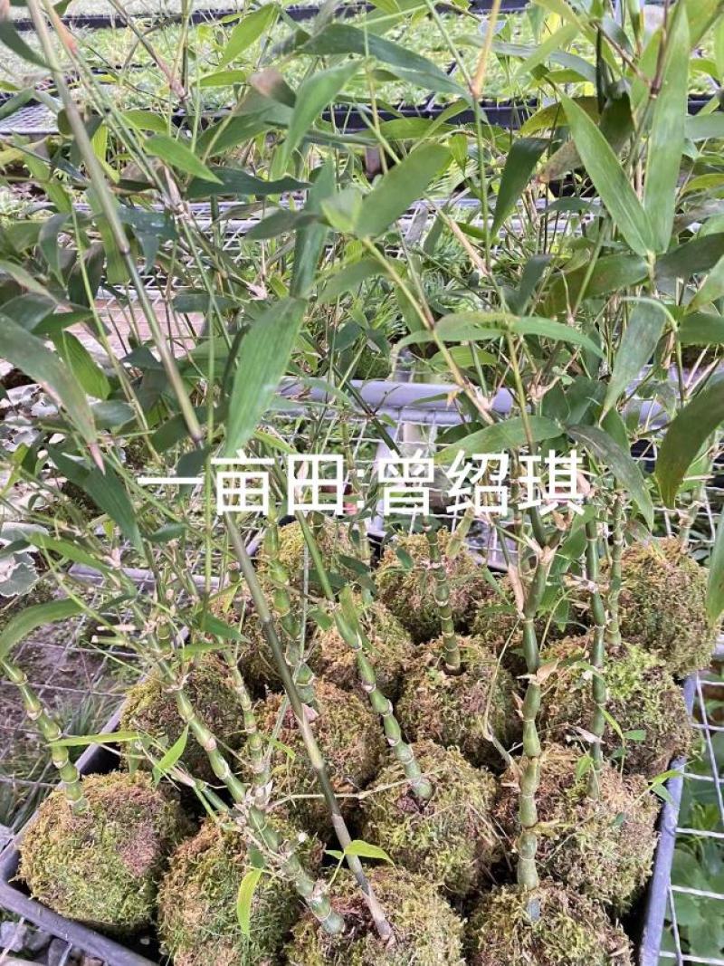 佛肚竹苔藓球竹子盆栽原颗发货基地批发直销一手货源