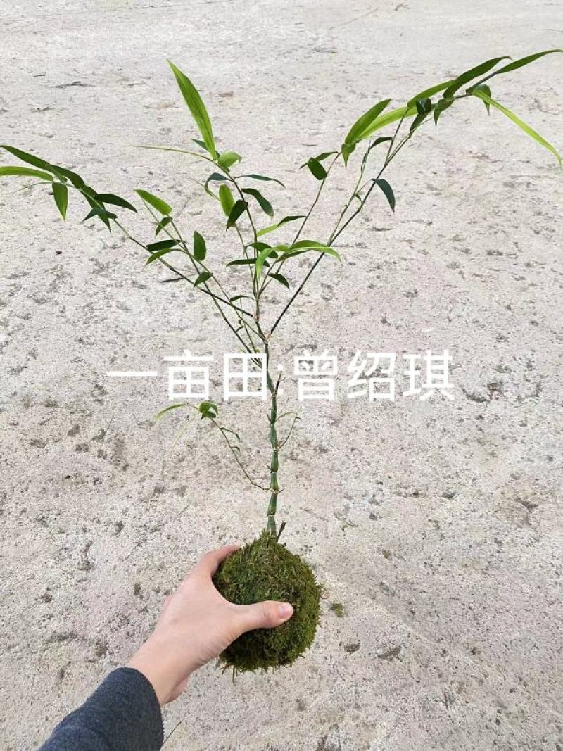 佛肚竹苔藓球竹子盆栽原颗发货基地批发直销一手货源