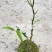 佛肚竹苔藓球竹子盆栽原颗发货基地批发直销一手货源