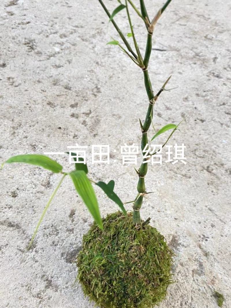 佛肚竹苔藓球竹子盆栽原颗发货基地批发直销一手货源