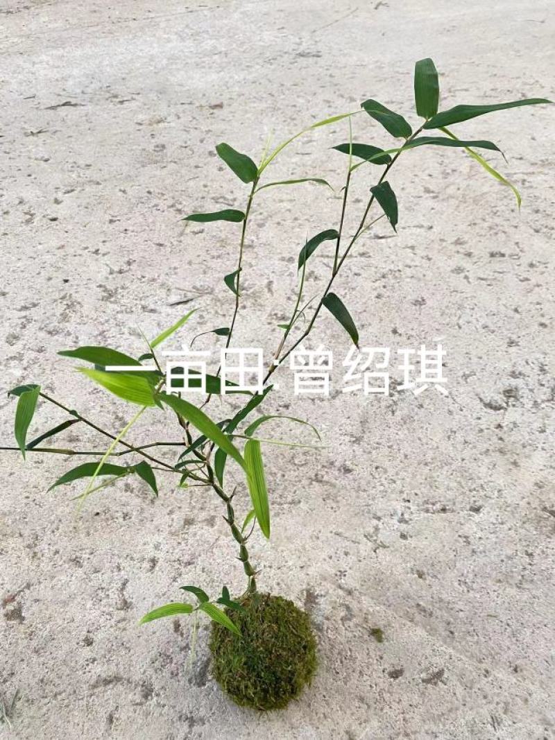 佛肚竹苔藓球竹子盆栽原颗发货基地批发直销一手货源