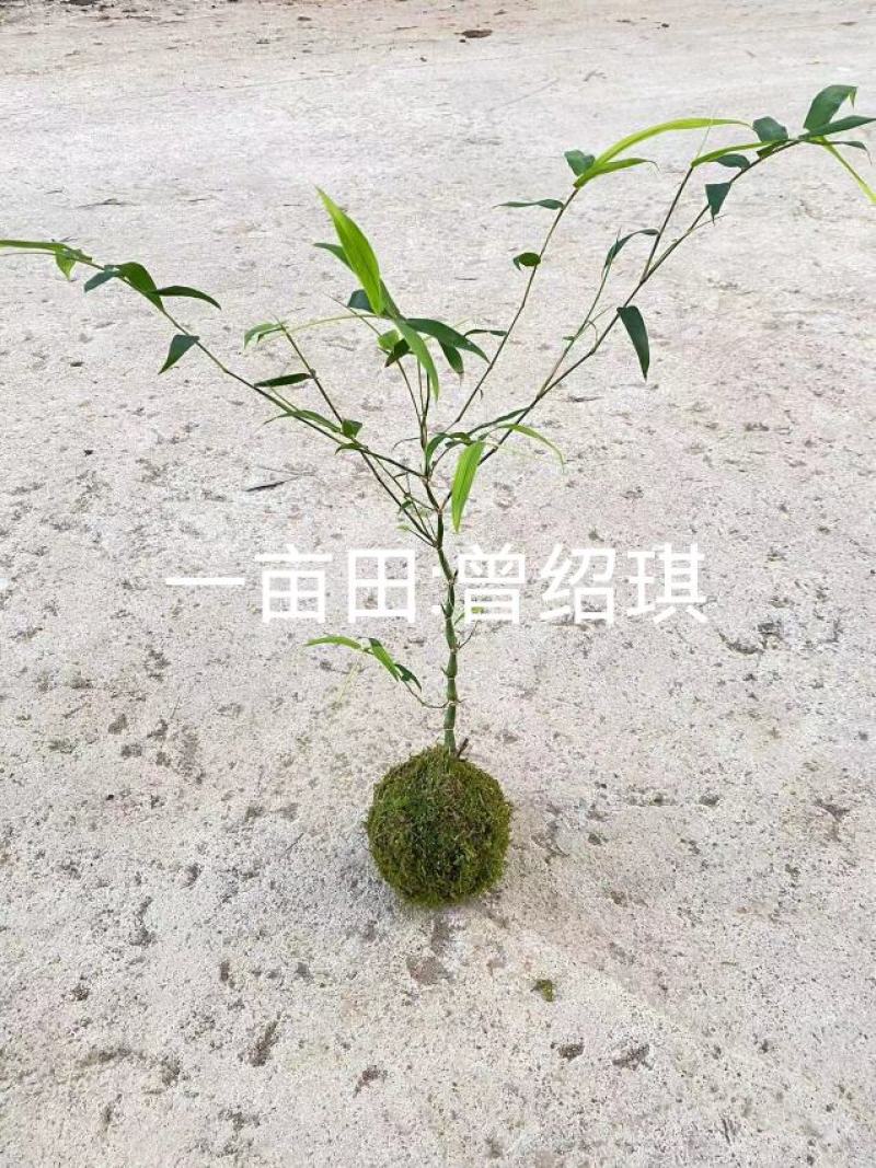 佛肚竹苔藓球竹子盆栽原颗发货基地批发直销一手货源