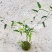 佛肚竹苔藓球竹子盆栽原颗发货基地批发直销一手货源