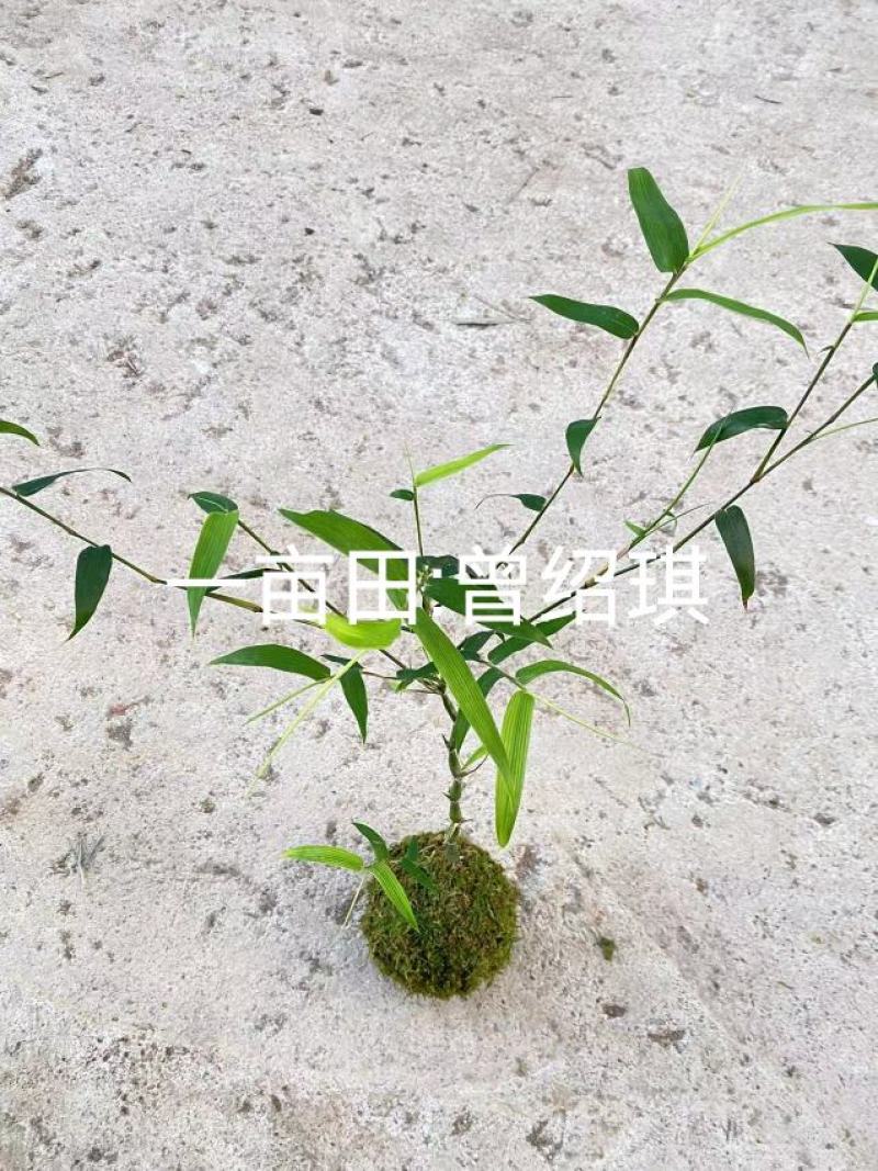 佛肚竹苔藓球竹子盆栽原颗发货基地批发直销一手货源