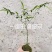 佛肚竹苔藓球竹子盆栽原颗发货基地批发直销一手货源