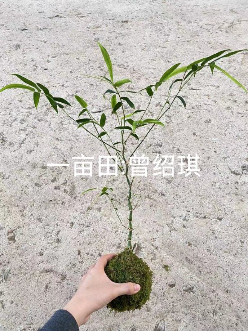 佛肚竹苔藓球竹子盆栽原颗发货基地批发直销一手货源