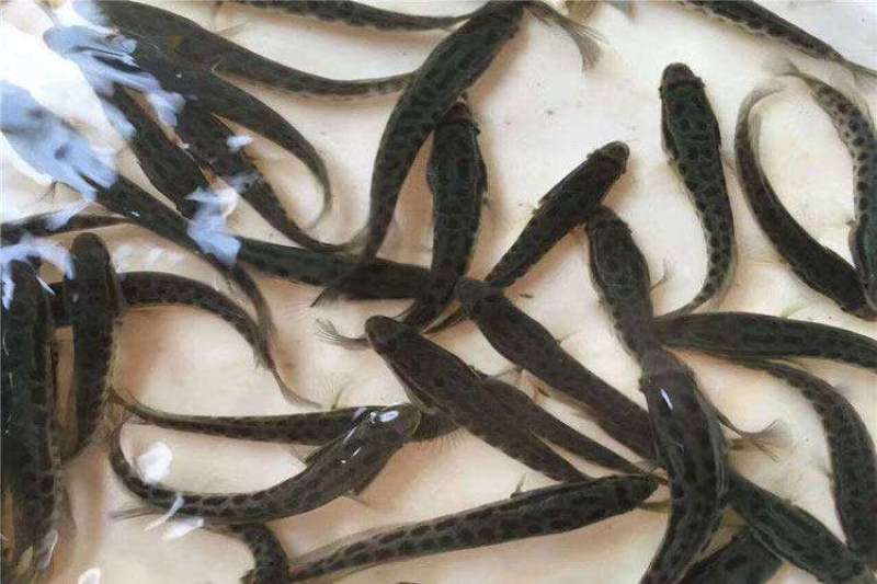 精品黑鱼生长速度快，抗病能力强，基地直供发货全国