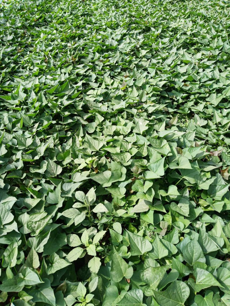 红薯苗，西瓜红红薯苗，原种，9408，商薯19，紫薯