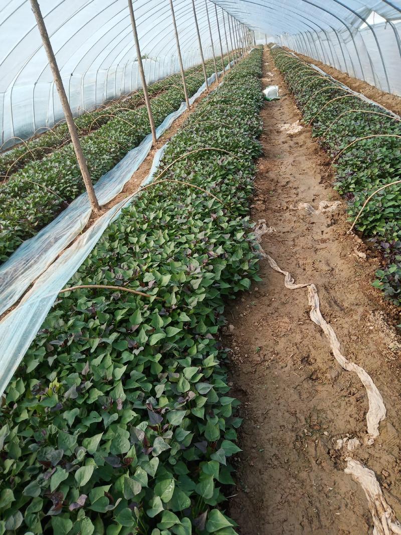 红薯苗，西瓜红红薯苗，原种，9408，商薯19，紫薯