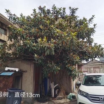 成熟枇杷树，江苏常州，直径13，今夏结果。