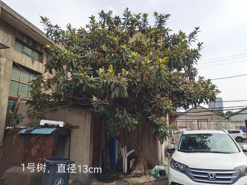 成熟枇杷树，江苏常州，直径13，今夏结果。