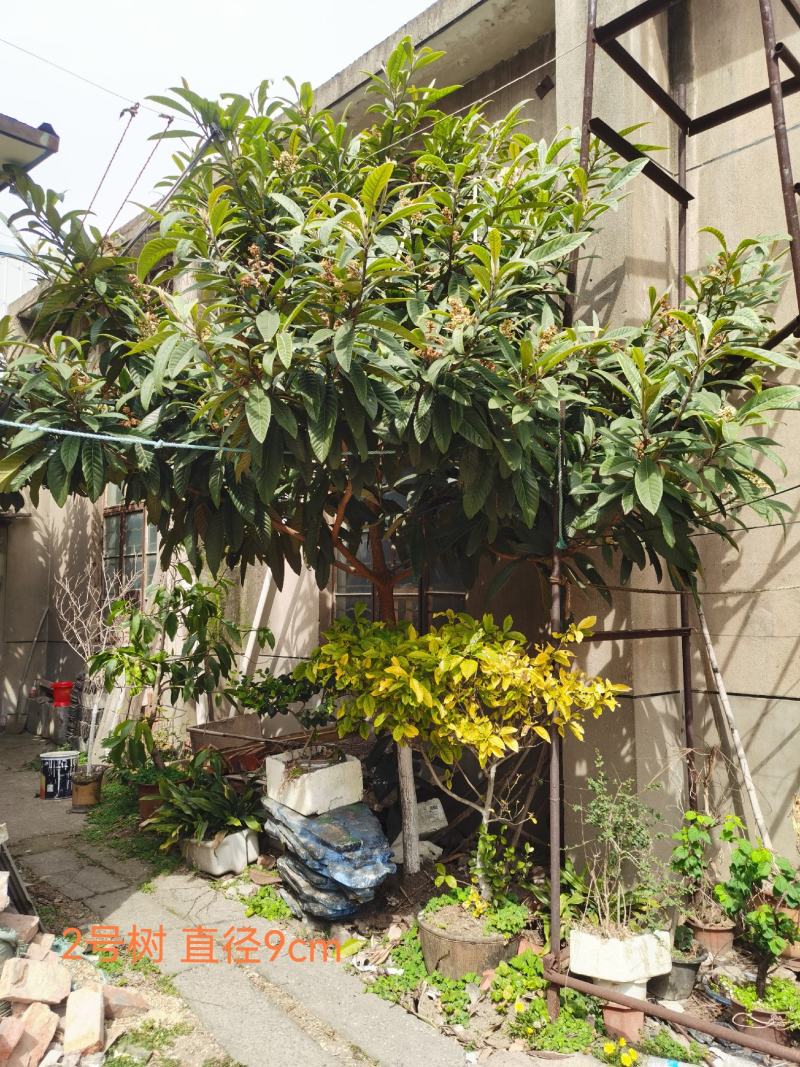 成熟枇杷树，江苏常州，直径13，今夏结果。