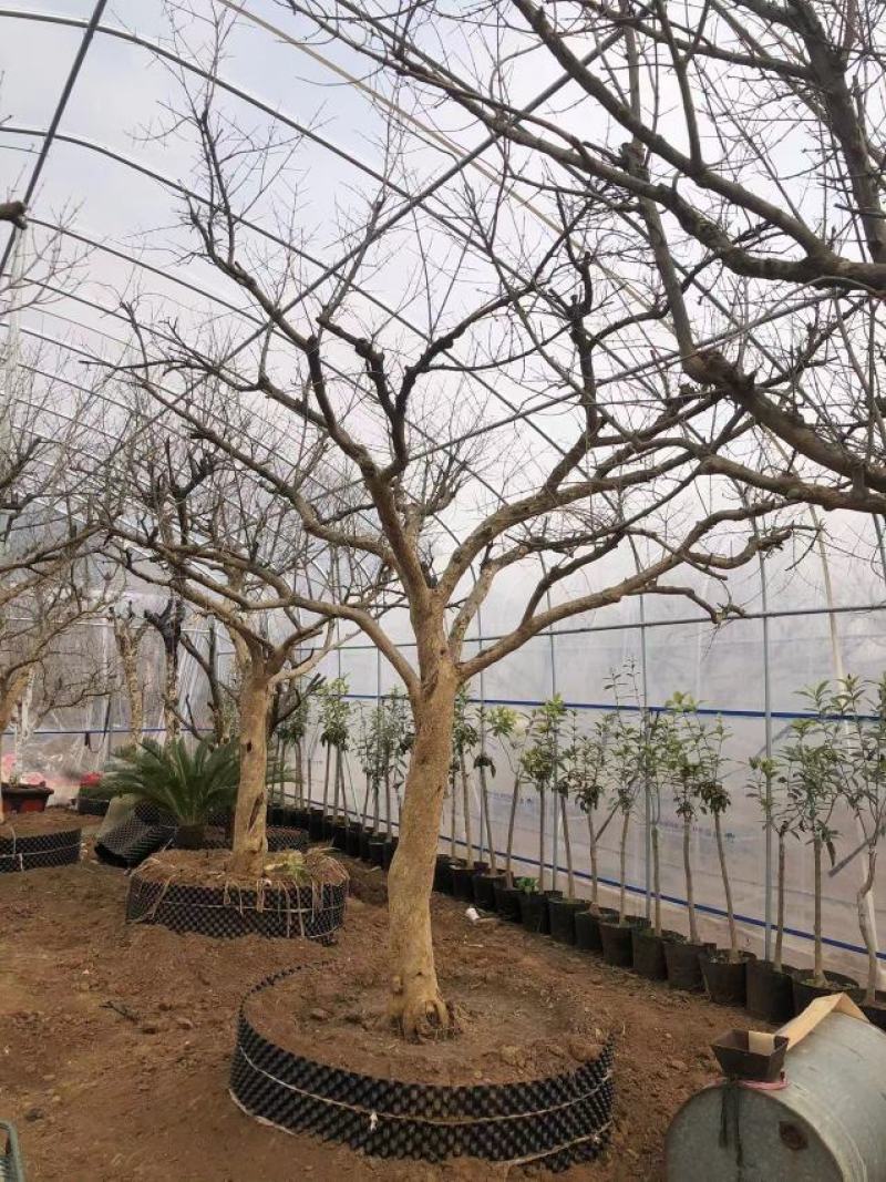 石榴树