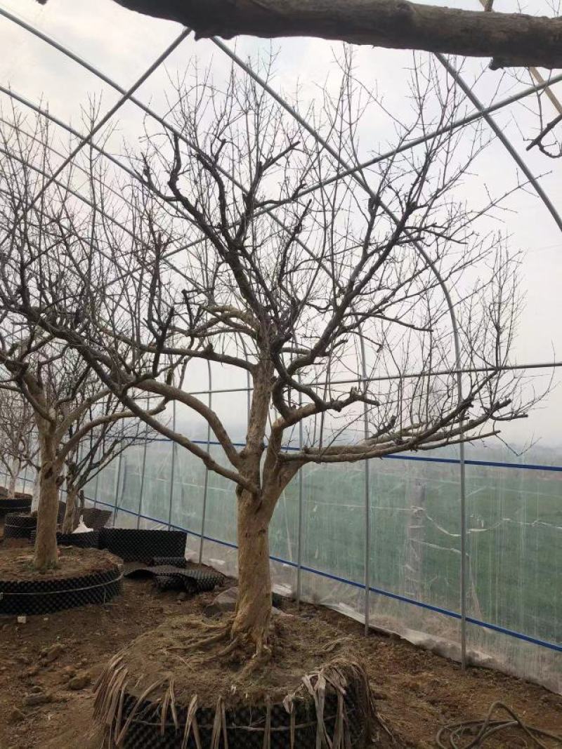 石榴树