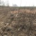 石榴树