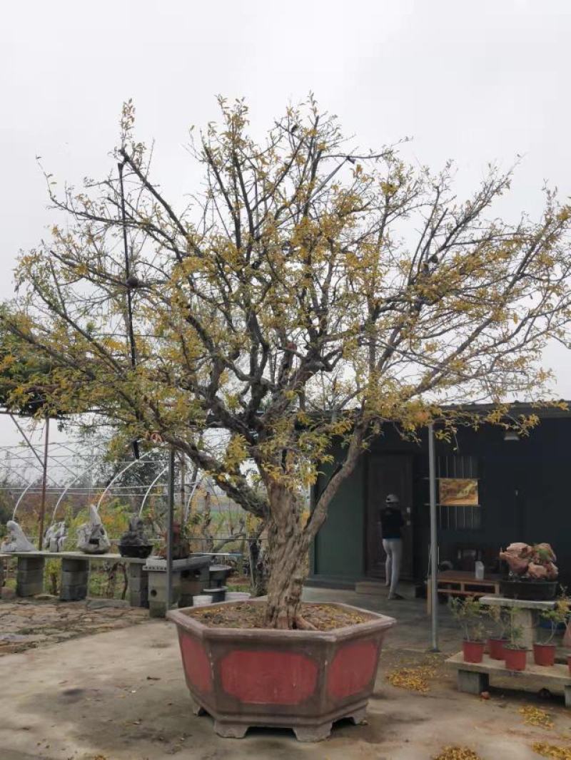 石榴树