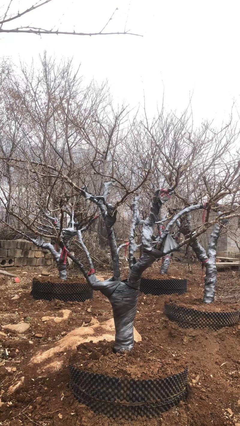 石榴树