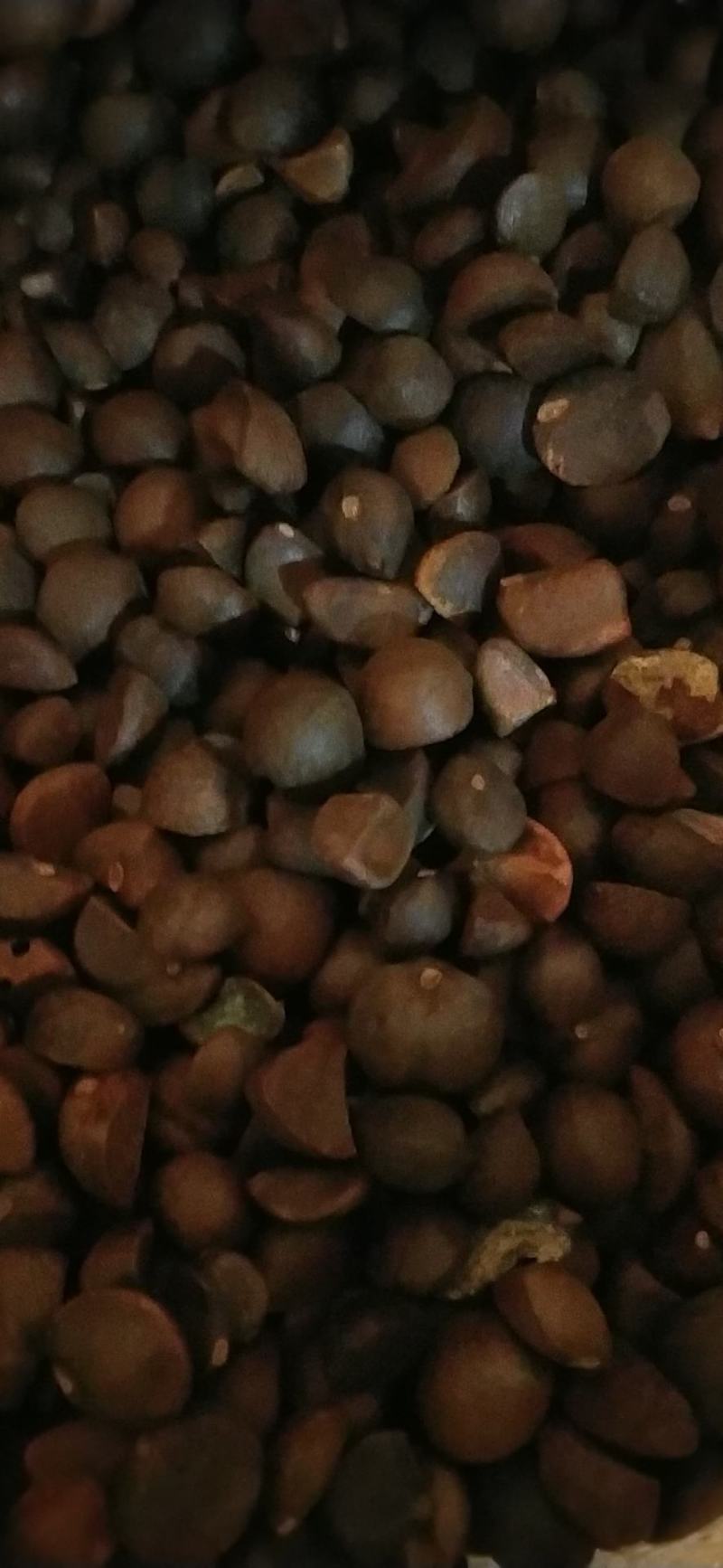 油茶籽老树品种