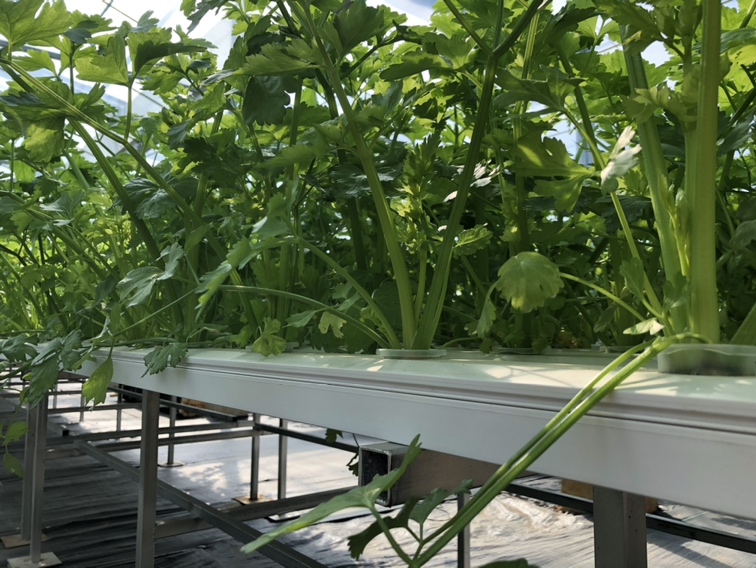 小香芹品种对比图